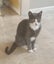Lost cat - MISTER E - grey & white male Carousel 1