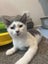 rescue teen cat Satakieli Carousel 2
