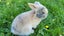 Beautiful mini lop babies Carousel 7