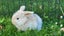 Beautiful mini lop babies Carousel 16