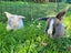 Beautiful mini lop babies Carousel 3