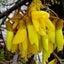 South Island Kowhai weeping kowhai Sophora microphylla seeds Carousel 1
