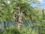 South Island Kowhai weeping kowhai Sophora microphylla seeds Carousel 2