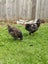 Barnevelder pair chickens Carousel 2