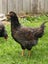 Barnevelder pair chickens Carousel 3