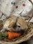 **Trained Mini Lop Bunny Rabbits & Care Package** Carousel 4
