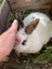 2 female Angora Mini Lop X rabbits Carousel 3