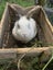 2 female Angora Mini Lop X rabbits Carousel 4