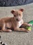 Cooper (Ellie's Canine Rescue & Rehome) Carousel 6