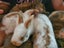 Cute baby rabbits - Standard Rex cross Flemish Giant Carousel 2