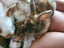 Cute baby rabbits - Standard Rex cross Flemish Giant Carousel 3