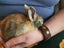 Cute baby rabbits - Standard Rex cross Flemish Giant Carousel 8