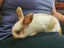 Cute baby rabbits - Standard Rex cross Flemish Giant Carousel 9