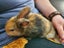 Cute baby rabbits - Standard Rex cross Flemish Giant Carousel 13