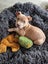 Cooper (Ellie's Canine Rescue & Rehome) Carousel 7
