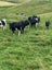Weaner/Heifer Grazing Available Carousel 1