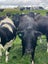 Weaner/Heifer Grazing Available Carousel 2