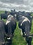 Weaner/Heifer Grazing Available Carousel 3