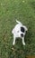 HUMANE SOCIETY RESCUE DOG - IZZY the FOXIE/COLLIE X Carousel 3