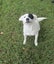 HUMANE SOCIETY RESCUE DOG - IZZY the FOXIE/COLLIE X Carousel 4