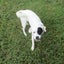 HUMANE SOCIETY RESCUE DOG - IZZY the FOXIE/COLLIE X Carousel 2