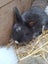 Mini lop x Angora Bunnies Carousel 4