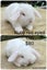 5x Adorable mini lop babies Carousel 4