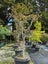 Japanese Maples - Mature Specimen Trees - Clearance Carousel 3
