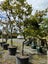 Japanese Maple (Acer palmatum) - Premium Mature Specimen - $190 Carousel 2