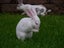 Purebred Standard Rex Rabbits Carousel 5