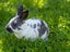 Purebred Standard Rex Rabbits Carousel 11
