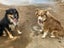 Gorgeous Border Collie Puppies Carousel 13