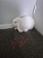 Mini lop Bunnies for sale Carousel 1