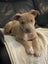 Cooper (Ellie's Canine Rescue & Rehome) Carousel 5