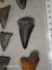 Fossil Shark Tooth Bulk - USA - $1 RES - Over 50 Teeth! Carousel 7