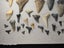 Fossil Shark Tooth Bulk - USA - $1 RES - Over 50 Teeth! Carousel 17