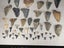 Fossil Shark Tooth Bulk - USA - $1 RES - Over 50 Teeth! Carousel 4
