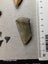 Fossil Shark Tooth Bulk - USA - $1 RES - Over 50 Teeth! Carousel 9