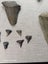 Fossil Shark Tooth Bulk - USA - $1 RES - Over 50 Teeth! Carousel 13