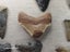 Fossil Shark Tooth Bulk - USA - $1 RES - Over 50 Teeth! Carousel 11