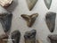 Fossil Shark Tooth Bulk - USA - $1 RES - Over 50 Teeth! Carousel 12