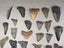 Fossil Shark Tooth Bulk - USA - $1 RES - Over 50 Teeth! Carousel 3