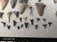 Fossil Shark Tooth Bulk - USA - $1 RES - Over 50 Teeth! Carousel 18