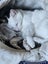 Urgently Need Loving Home/ Home for Two Special Cats Carousel 1