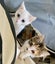 Delightful Sister Kittens - white and calico Carousel 1