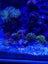 Full Compact Marine Aquarium System - USED ONE MONTH ONLY Carousel 9