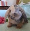 Lovely Mini Lop Bunnies Carousel 1