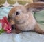 Lovely Mini Lop Bunnies Carousel 3