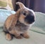 Lovely Mini Lop Bunnies Carousel 6