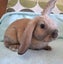 Lovely Mini Lop Bunnies Carousel 4